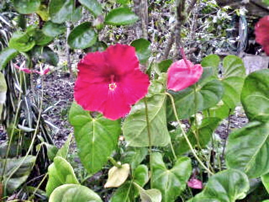 Cayena gigante