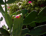 Imagen025a
