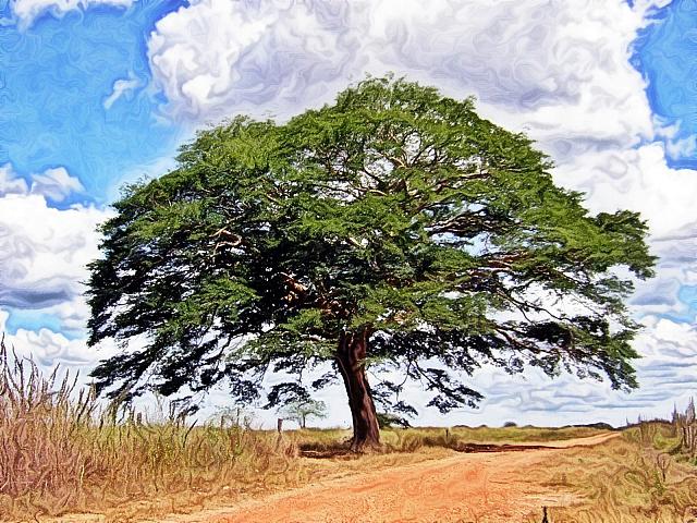 Un aceite, árbol llanero