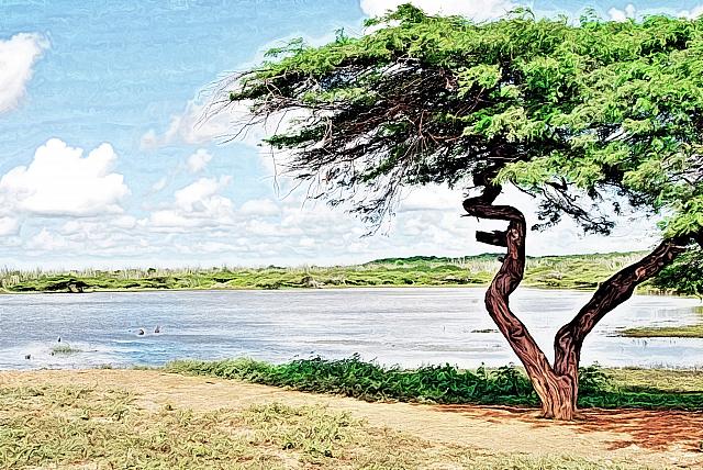 Paraguaná, al lado de una lagunita artificial