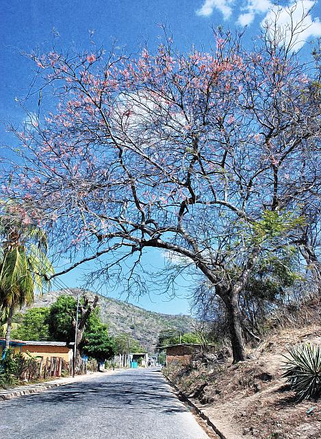 En una calle de El Baúl
