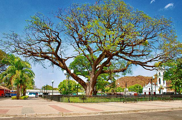 El samán de la plaza, El Baúl, Cojedes