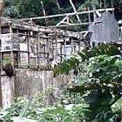 cedros