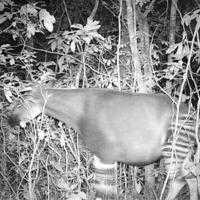 okapi