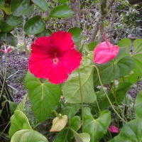 Cayena gigante