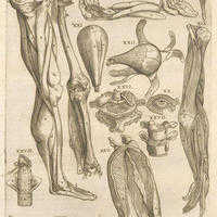 anatomía