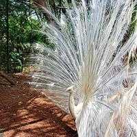 pavo