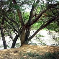 La propia ciénaga de Cumarebo