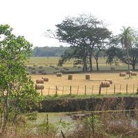 Un campo cerca de San Carlos.