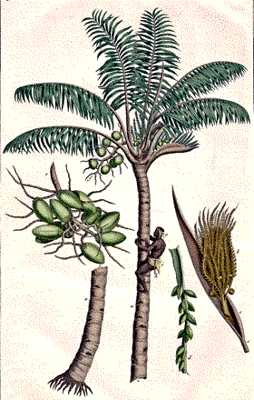 Atuna racemosa