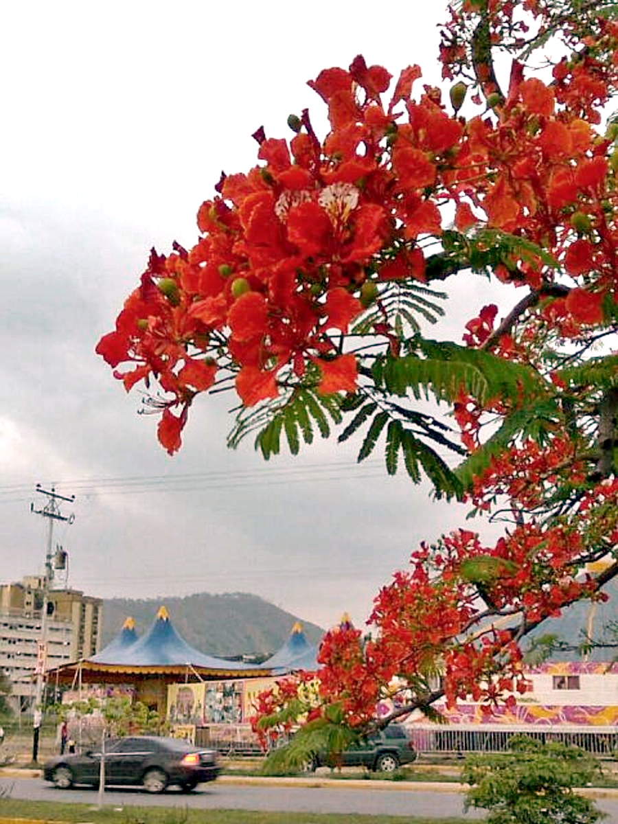 Flamboyán