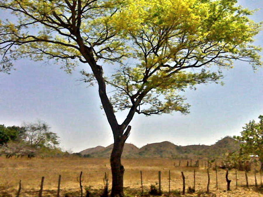 Un roble floreado