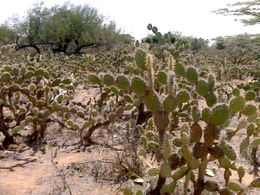 El tunal