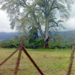 IMG01191.jpg
