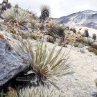 DSC_4232.JPG