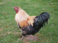 img023.jpeg.small.jpeg