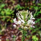 DSC_1680.JPG