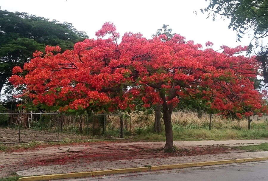 Flamboyán