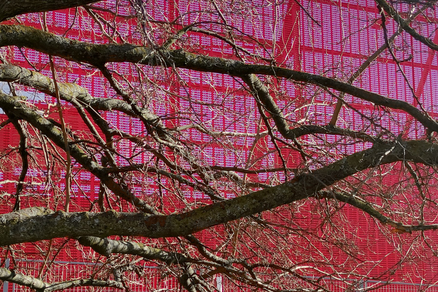 Las ramas del árbol contrastan contra el fondo rojo de una superficie metálica