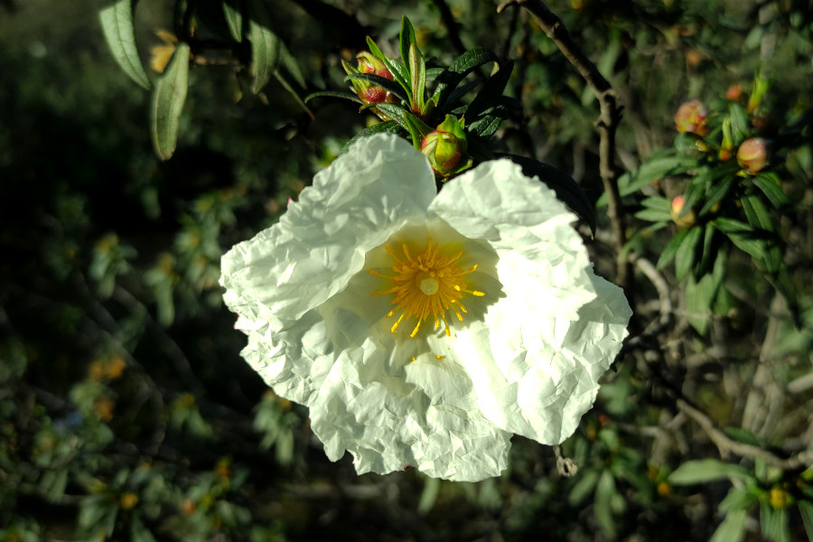 Una flor blanca fuertemente iluminada
