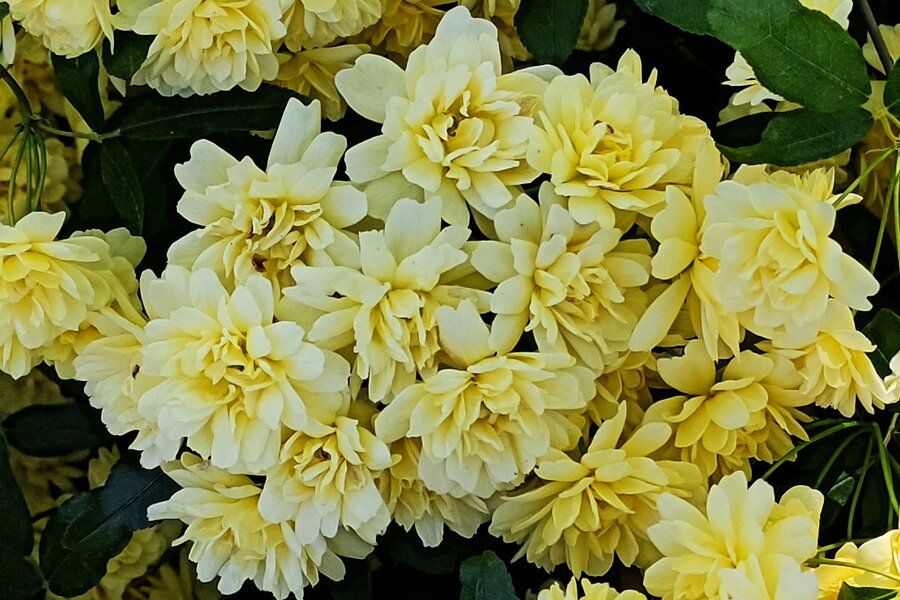 Un ramillete de flores amarillas en sombra, con degradado a blanco