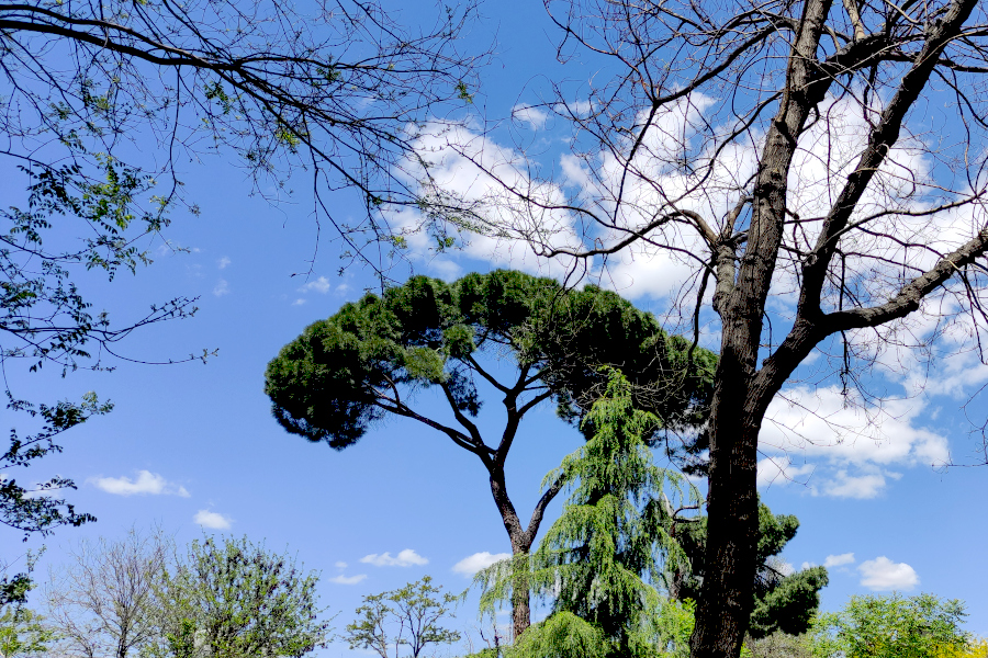 Un pino y otras ramas contra el cielo azul