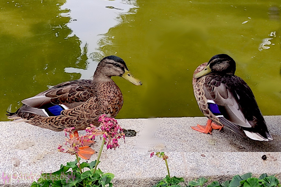 Dos patitos frente a frente en un brocal
