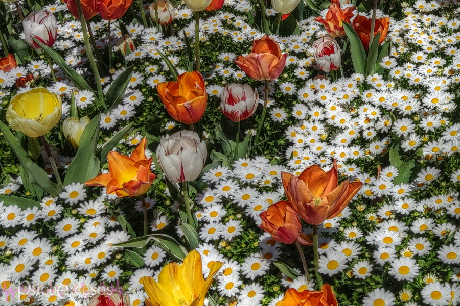 Margaritas y tulipanes al sol